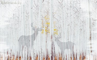 Фотообои De-Art В березовой роще